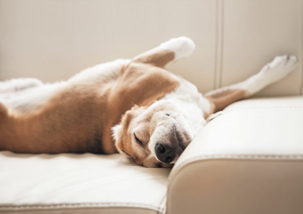 Pet Odor Making Your Carpet Smell? How To Reduce & Remove it!