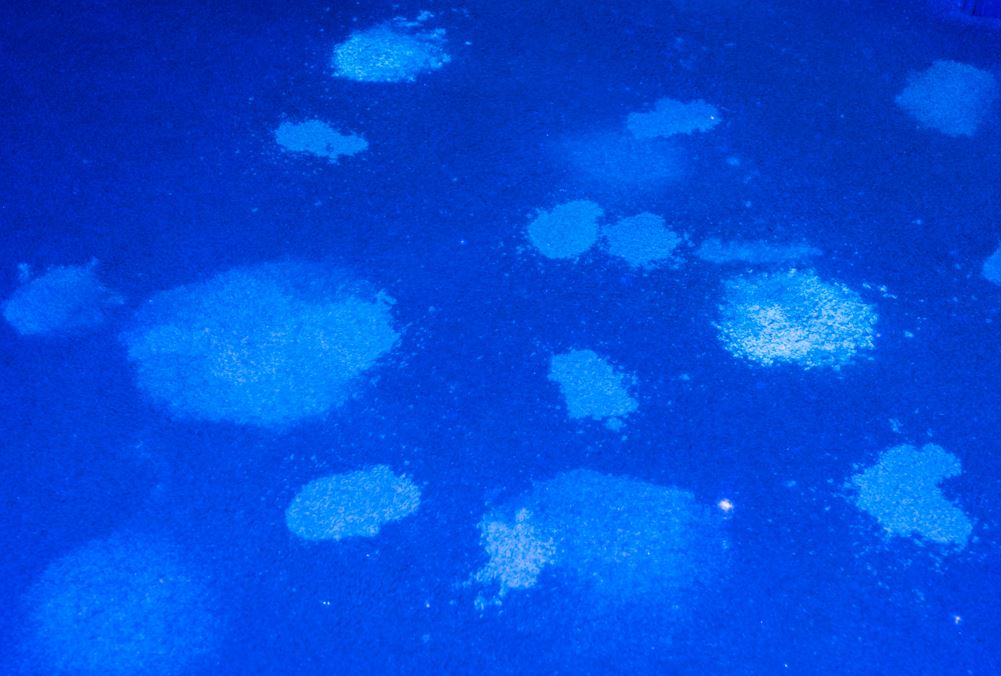 stains that make dog pee smells on carpeting under ultra violet light
