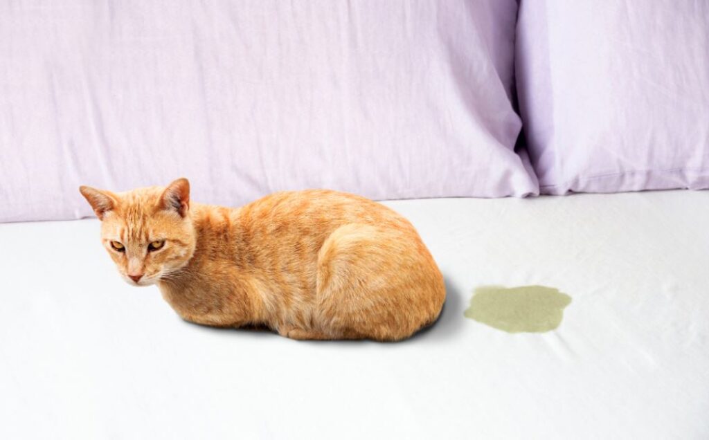 cat pee on furniture and upholstery barnegat nj