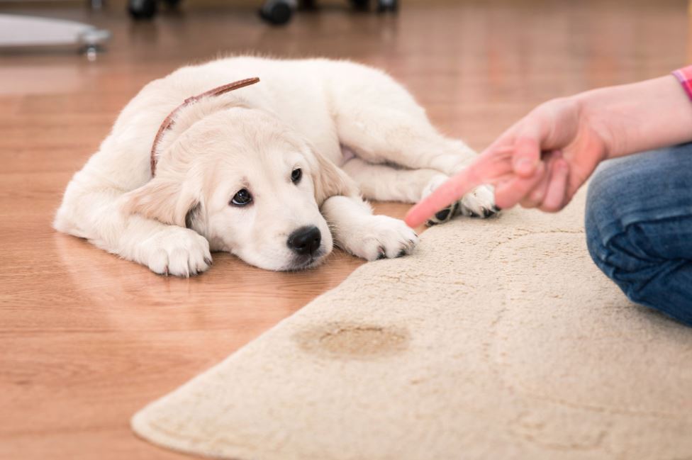 Professional Pet Urine Odor Removal: The Key to a Fresh and Clean Home
