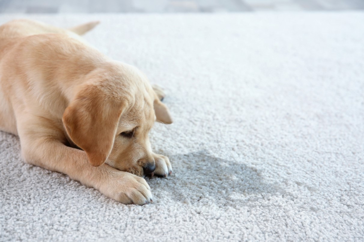 Carpet Maintenance Tips for Pet Owners