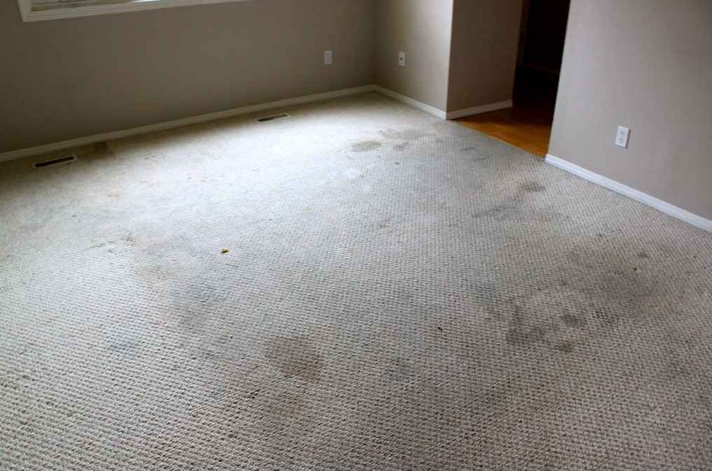 carpet stain removal in brick, new jersey